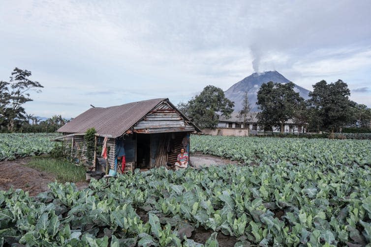 <span class="caption">Many return to volcano exclusion zones to look after property, animals or crops.</span> <span class="attribution"><span class="source">Dedi Sinuhaji/EPA</span></span>