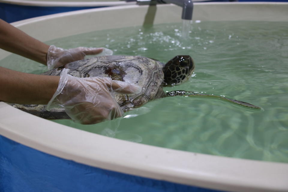 將海龜放入收容池時，先將牠放置在水面上，待牠習慣後自行游走。攝影：劉庭莉