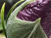 <p>iPhone 13 Pro camera sample: Macro photo of a purple flower bud showing tiny hairs.</p> 