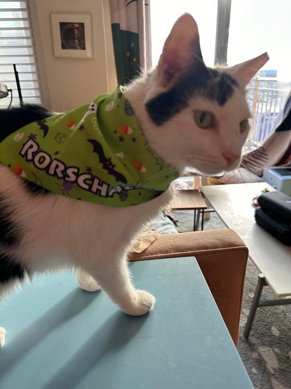 The author's cat, Rorschach, wearing a green Halloween-themed bandana. 