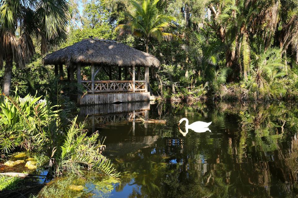 muet swan drinks water in front of a chickee bridge also know as a tiki hut