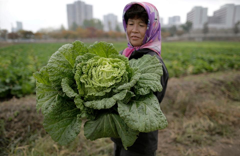 A farmer carries a fully grown cabbage after plucking it out from the main crop that will be harvested early next month and used to make Kimchi, at the Chilgol vegetable farm on the outskirts of Pyongyang, North Korea, on Oct. 24, 2014. After suffering a near cataclysmic famine in the 1990s, North Korea has since managed to increase its agricultural production to what international organizations believe is closer to the self-sufficiency level than the country has seen in years.