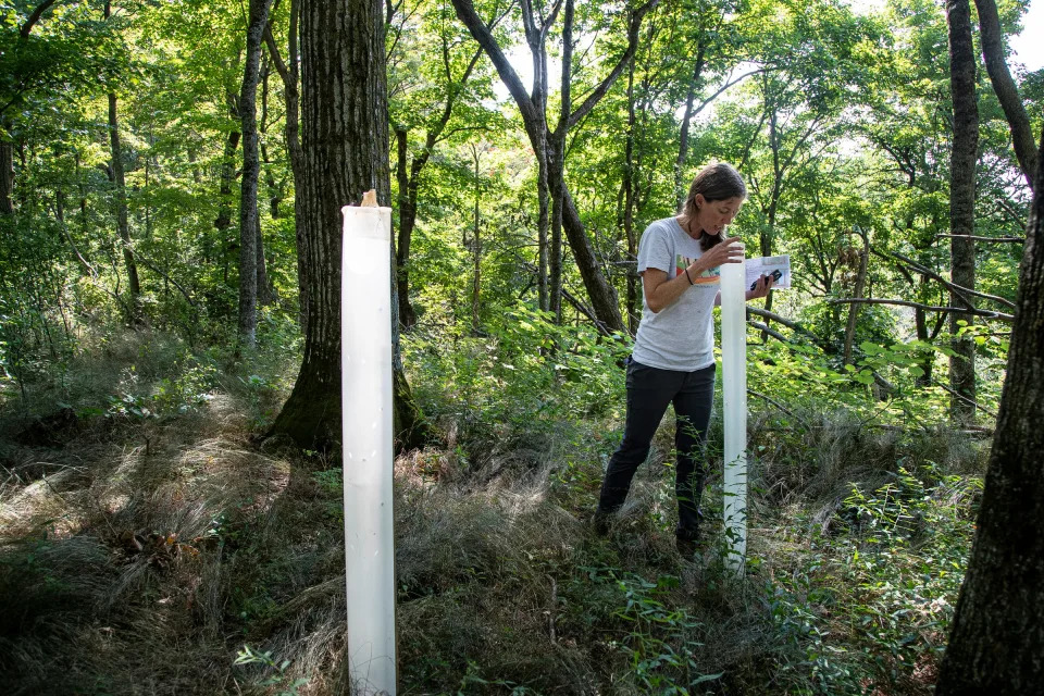 Becky Hill, Leelanau Conservancy's Director of Natural Areas and Preserves checks on the growth of a sassafras tree in a protective tube at the Whaleback Natural Area in Leland on Wednesday, August 24, 2022. The Conservancy planted around 200 trees this past spring.