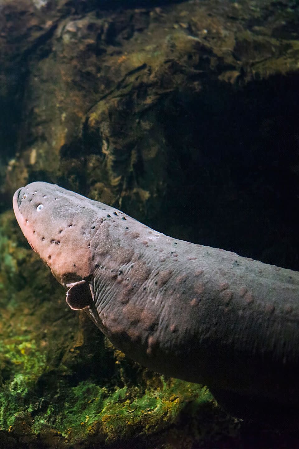 4) Electric eels can transmit a shock between 600 and 800 Volts