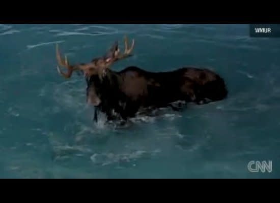 This New Hampshire moose was swimming a little too deep, forcing nine rescue workers to help remove it from the pool.