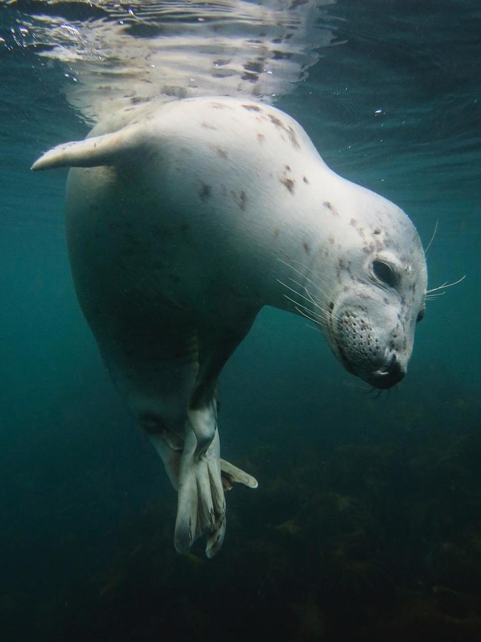 <strong>Winner: "Scratchy Seal"</strong>