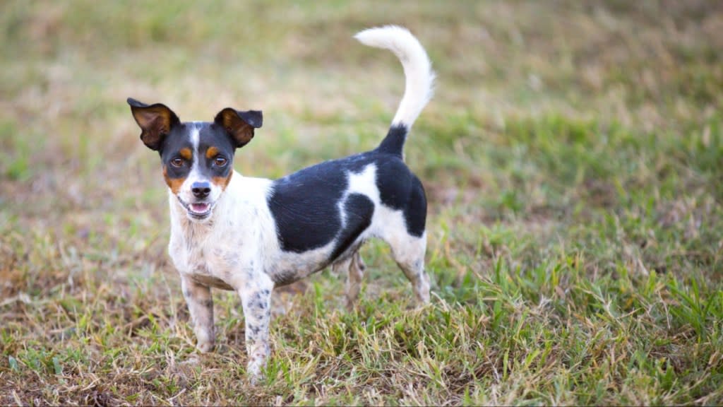 A rat terrier puppy is outside standing on grassy ground while looking at the camera with his tail up.