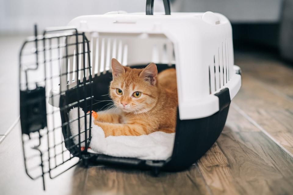 foxy cat inside carrier box