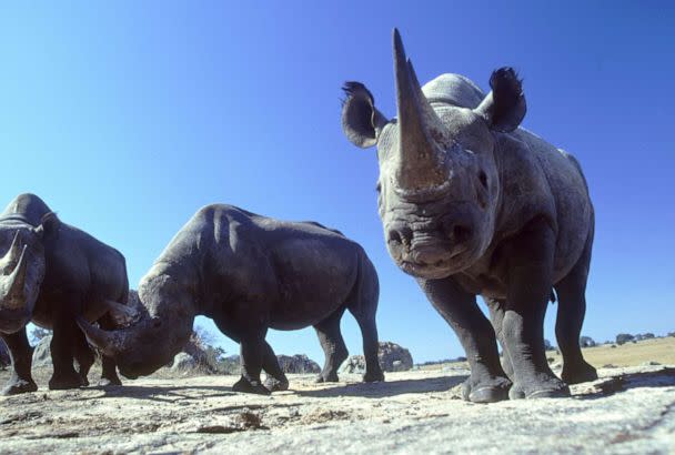 PHOTO: In this undated file photo, black rhinos are show in Imire Game Park in Zimbabwe. (John Downer/Getty Images, FILE)