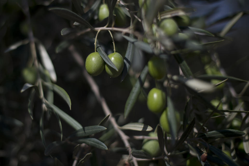 Aceitunas colgando de una rama de olivo durante la temporada de cosecha (AFP/Archivos – Jorge Guerrero)