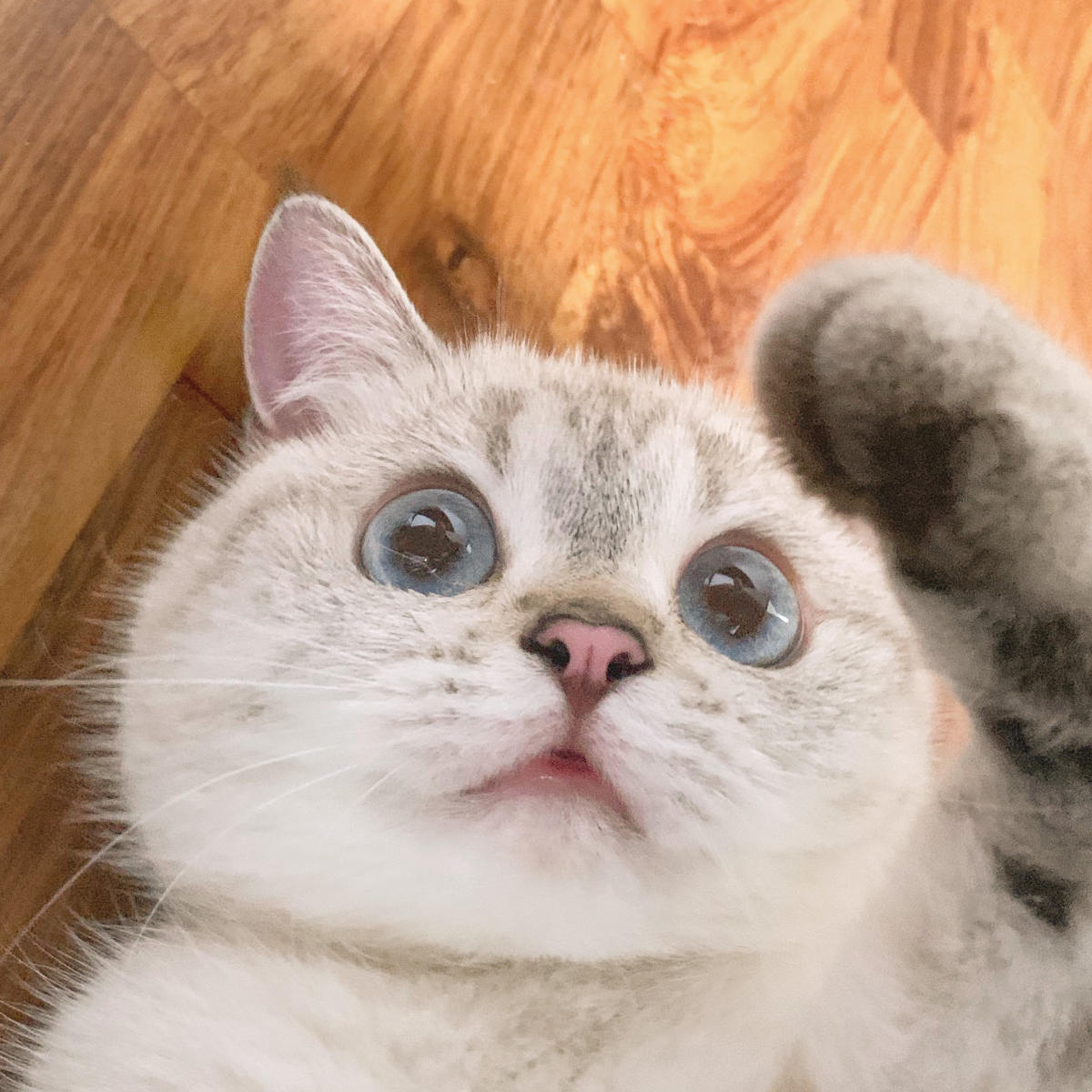 This cat's expressions accurately capture how we've felt over the years