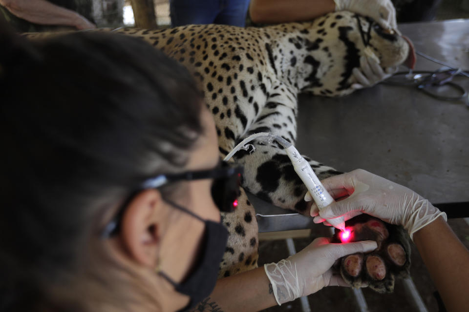 A veterinarian works on the paws of a Jaguar named Ousado, who suffered second-degree burns during the fires in the Pantanal region, at the headquarters of Nex Felinos, an NGO aimed at defending endangered wild cats, in the city of Corumba, Goias state, Brazil, Sunday, Sept. 27, 2020. Two Jaguars, a male and a female, were rescued from the great Pantanal fire and are receiving treatment with laser, ozone therapies and cell injections to hasten recovery of burned tissue. (AP Photo/Eraldo Peres)