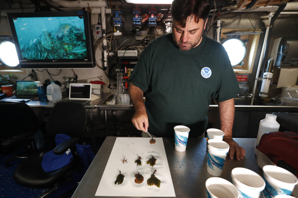 Craig Aumack, an assistant professor of biology at Georgia Southern University, prepares to press samples of algae collected at Gray's Reef, in the wet lab aboard the NOAA Ship Nancy Foster, about 20 miles off the coast of Georgia on Wednesday, Aug. 7, 2019. Aumack notes that more tropical species are appearing on the reef as waters warm. The same is true of types of seaweed and fish like the odd-looking and colorful emerald parrotfish. It is native to the Gulf of Mexico but is now found here, most likely pushed hundreds of miles to the north by changing ocean temperatures. (AP Photo/Robert F. Bukaty)