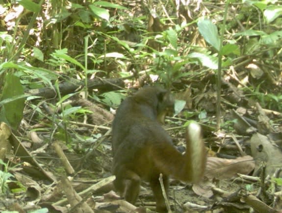 Scientists estimate there are fewer than 2,500 adult bay cats remaining in the wild.