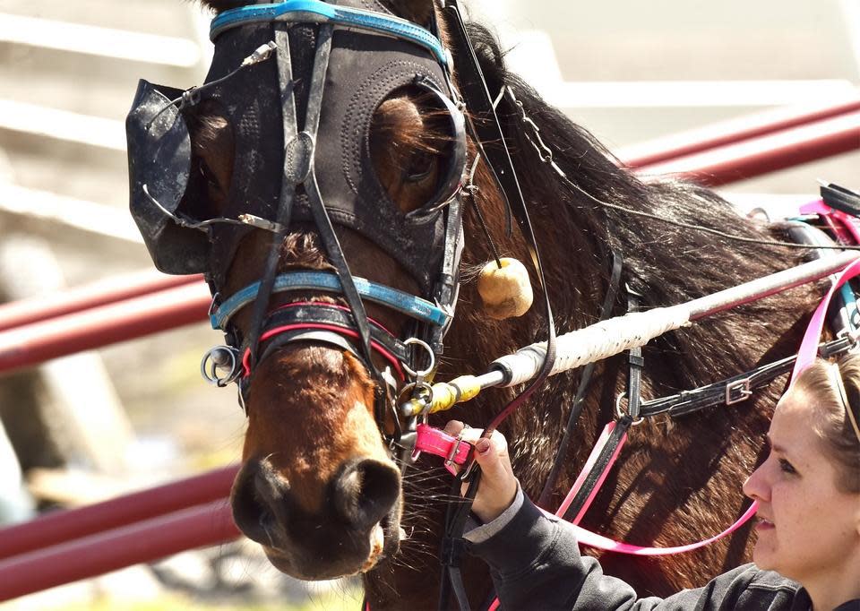 Horse at Vernon Downs. Photo taken in 2019