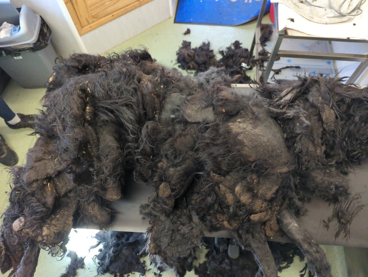 The Russian Terrier was covered in 17lbs of extra weight due to matted fur  (RSPCA)