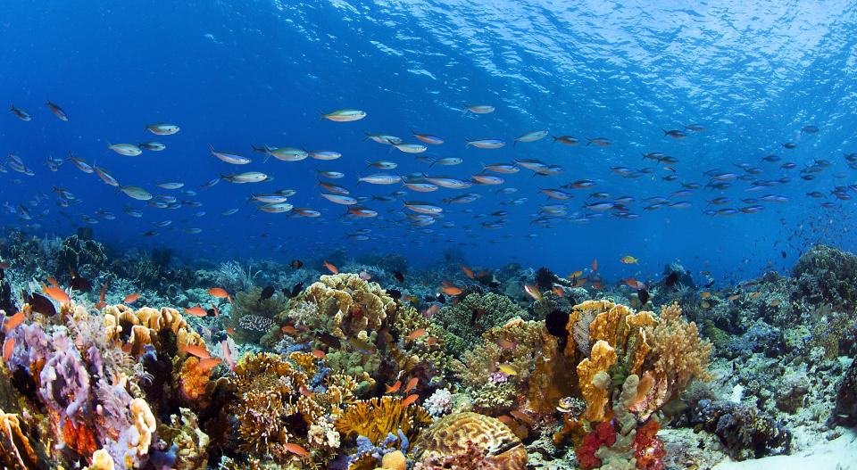 CORAL REEFS ARE THE LARGEST LIVING STRUCTURES