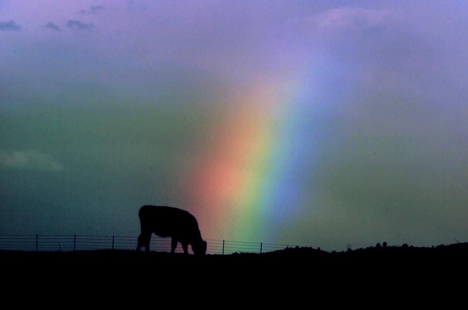  A steer grazes against a backdrop of a rainbow in a pasture along Highway 4 near Milton Road between Farmington and Copperopolis in Stanislaus County on Dec. 27, 2004. 