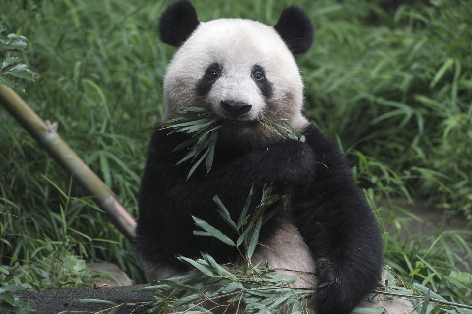 The 3-year old panda cub Xiang Xiang is seen at the reopened Ueno Zoo in Tokyo Tuesday, June 23, 2020. Hundreds of Tokyo residents flocked to Ueno zoo on Tuesday after it reopened for the first time since it closed in February due to coronavirus restrictions. (AP Photo/Eugene Hoshiko)