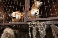 <p>Dogs locked in a cage at a dog meat farm in Wonju, South Korea in November 2016, as Humane Society International stepped in to close the farm and rescue all 150 dogs who would otherwise have been killed for their meat. HSI flew the dogs from this farm to the UK and United States for adoption, as part of an ongoing programme to demonstrate that working in partnership with dog farmers to end the dog meat trade in South Korea is possible. This image was featured in the charity’s celebrity-attended photo exhibition at Parliament on July 11th. (Photo by Woohae Cho/AP Images for Humane Society International) </p>