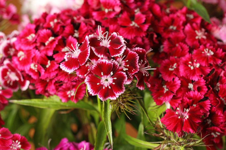 <p> Also known as pinks, these blousy flowers are surprisingly hardy perennials &#x2013; though they are short-lived, needing replacing after a few years. Luckily, they are easy to propagate from cuttings. </p> <p> Perhaps what is most appealing about dianthus is its delightful scent. &#x2018;The extremely fragrant dainty dianthus is reminiscent of spicy cloves and vanilla,&#x2019; says Period Living&#x2019;s gardening expert Leigh Clapp. </p> <p> Grow dianthus in full sun or partial shade, and cut back in the fall. </p>