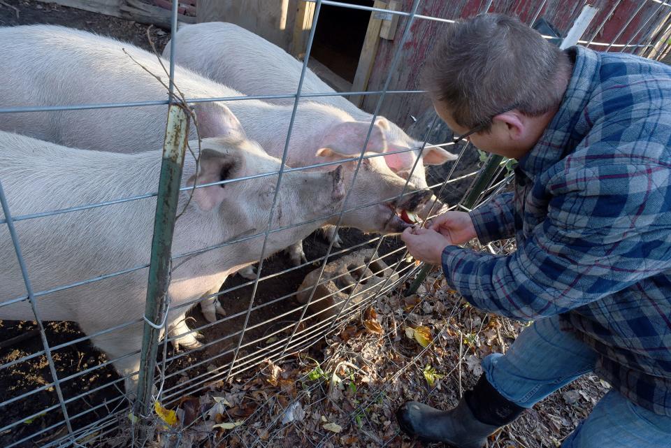 Bill Glaeser gives an apple to his three pigs. The Glaesers raised the animals to be processed for hams and sold for the holidays.