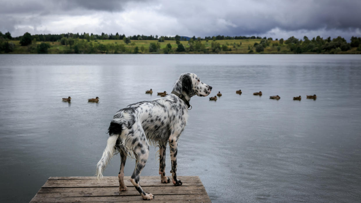 English setter on pier watching ducks on lake