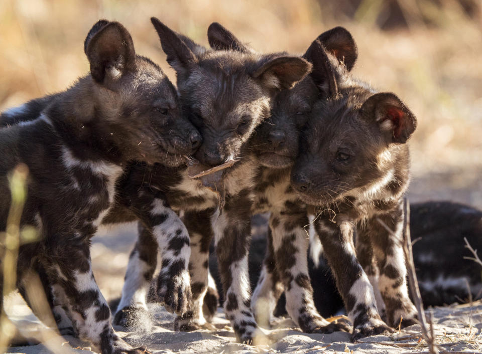 This image released by Discovery shows wild dog pups from episode four of "Serengeti," a six-part series premiering Sunday, August 4. (Geoff Bell/Discovery via AP)