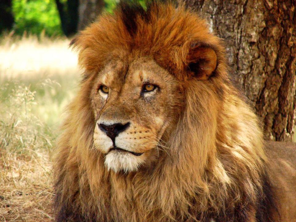 Predadores natos, leões matam 250 seres humanos por ano (Imagem: twenty20photos/Envato)