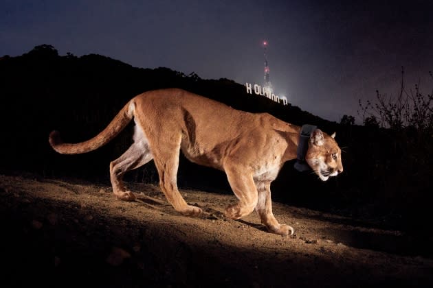 Steve Winter. Hollywood Cougar. - Credit: © Steve Winter/Courtesy of Vital Impacts