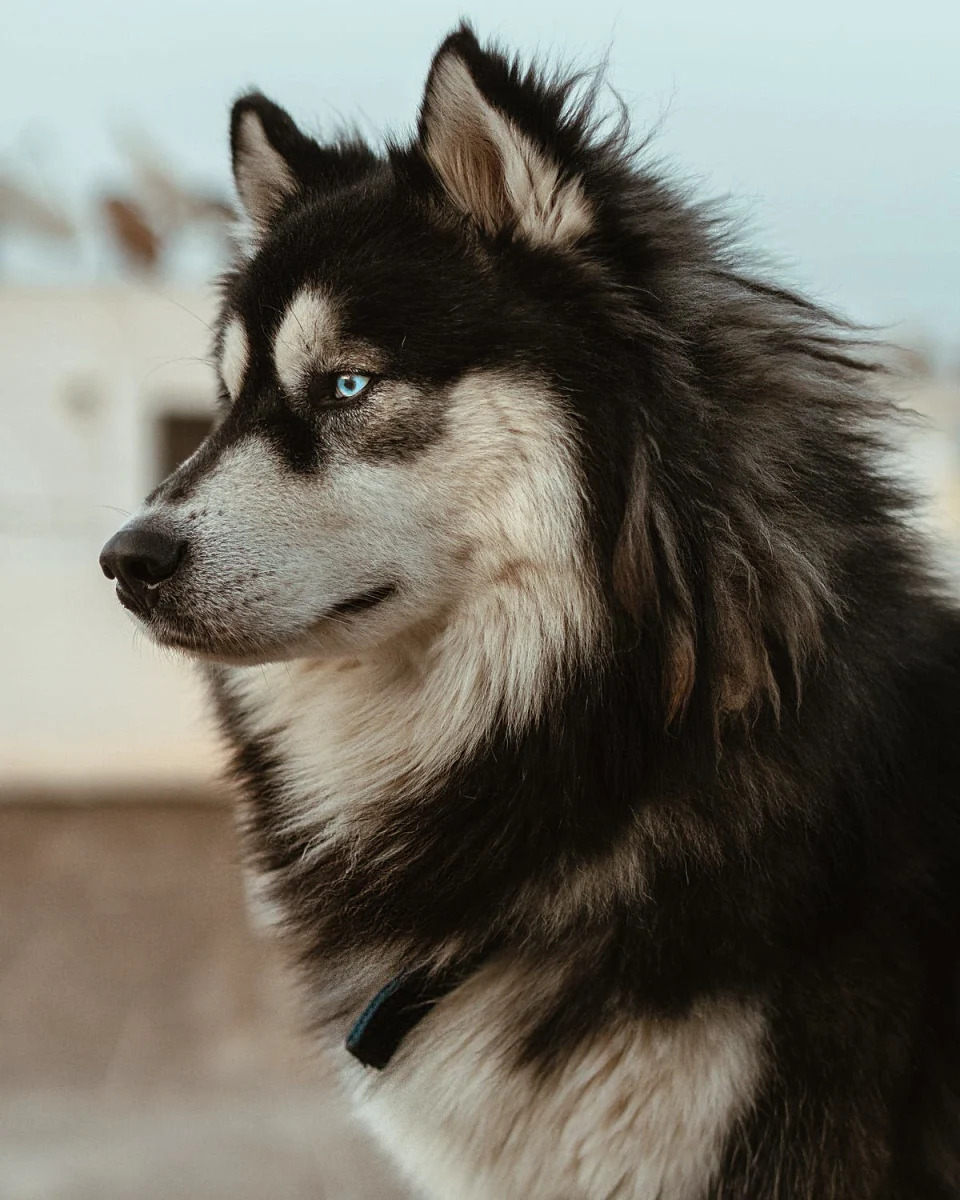 &#x005361;&#x007956;&#x00662f;&#x009ec3;&#x0091d1;&#x007375;&#x0072ac;&#x00548c;&#x0054c8;&#x0058eb;&#x005947;&#x007684;&#x006df7;&#x008840;&#x00ff08;&#x00793a;&#x00610f;&#x005716;&#x00ff0c;&#x00975e;&#x007576;&#x004e8b;&#x0072d7;&#x00ff0f;pexels&#x00ff09;