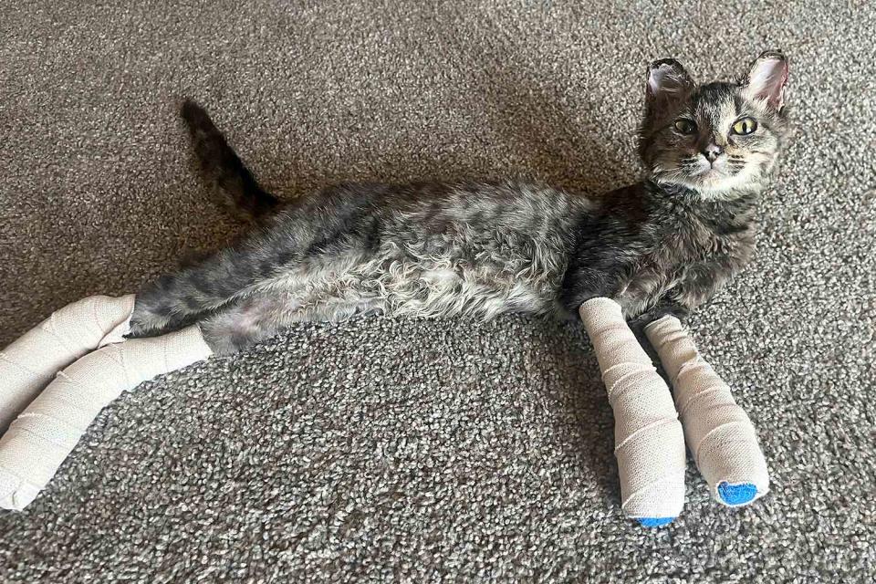 <p>Ruff Start Rescue</p> Miss Piggy the cat at her foster home after surviving a home explosion in Minnesota