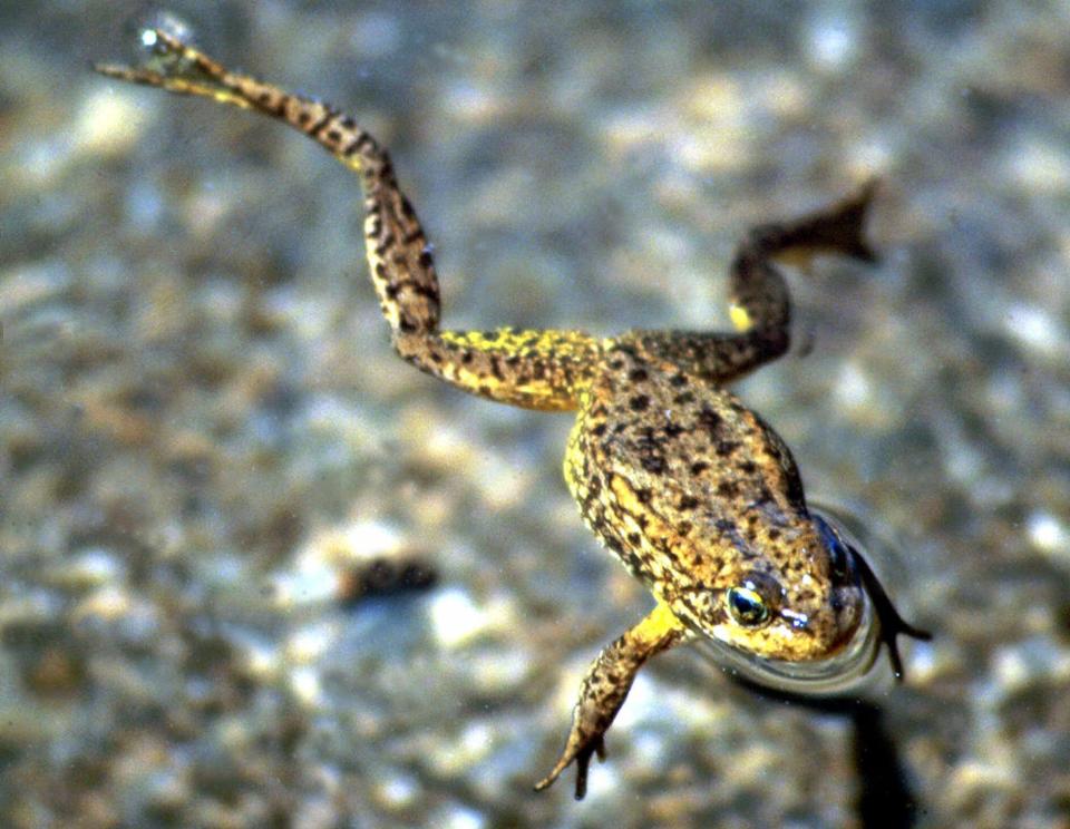 A yellow-legged frog in Yosemite National Park, where critters have been enjoying a break from humans.