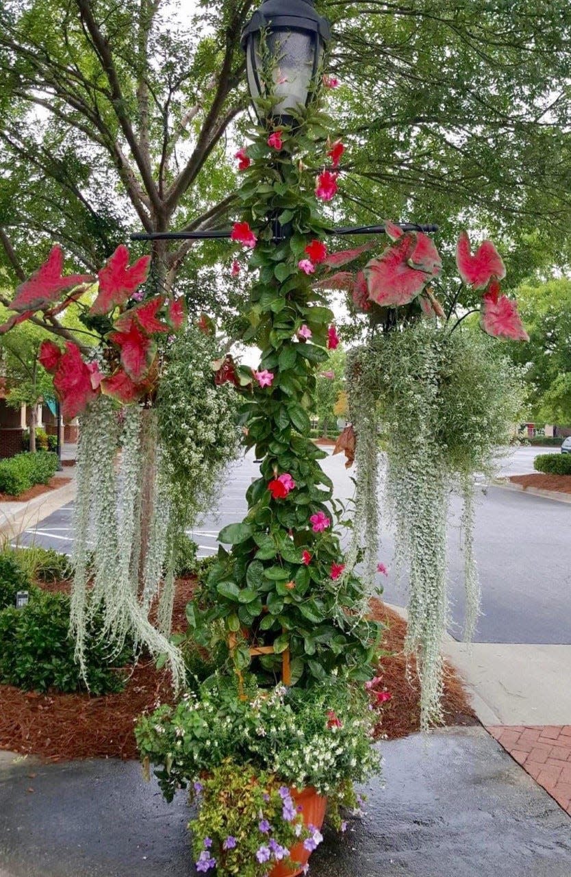 Silver Falls dichondra trails in artistic fashion from these lamppost baskets also planted with Heart to Heart, Fast Flash caladiums and Snow Princess sweet alyssum.