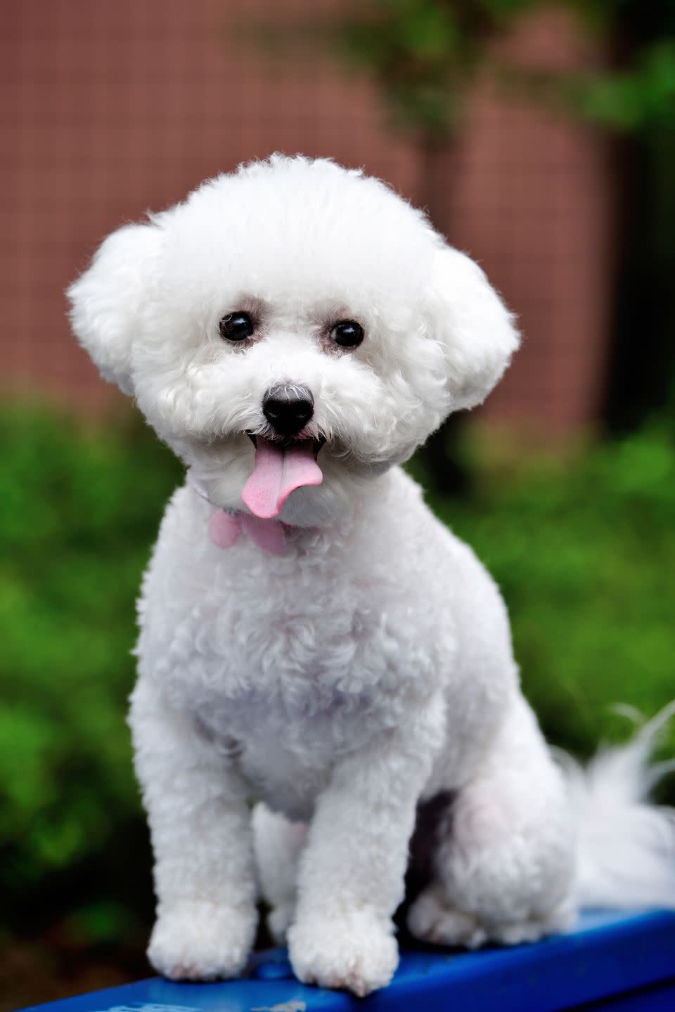 a bichon frise smiling at the camera