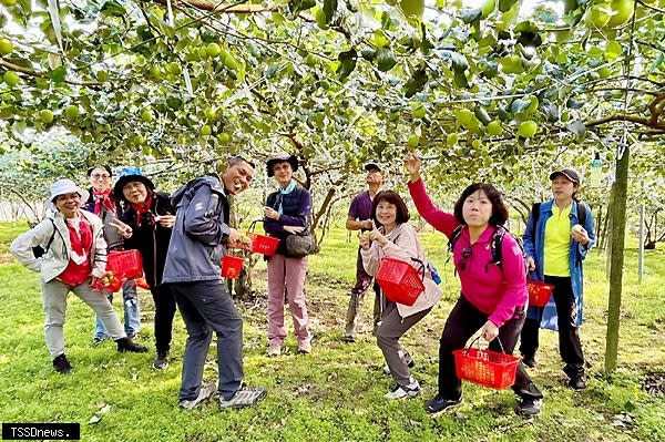 楠西梅嶺梅花盛開、蜜棗成熟，吸引許多民眾上山賞梅、採果，南市府規劃免費接駁車抒解車潮，鼓勵民眾多利用。（記者李嘉祥攝）