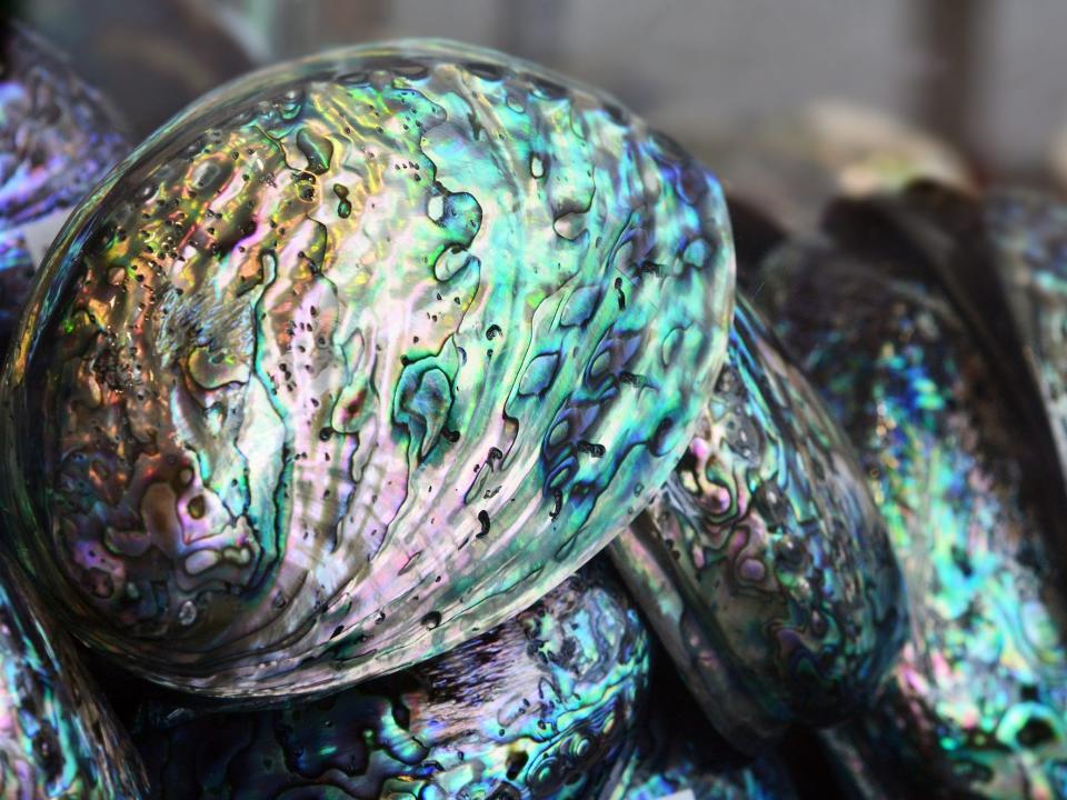 A paua shell, also called an abalone is shown here. It's irridescent shell reflects light in hues of green yellow and purple.