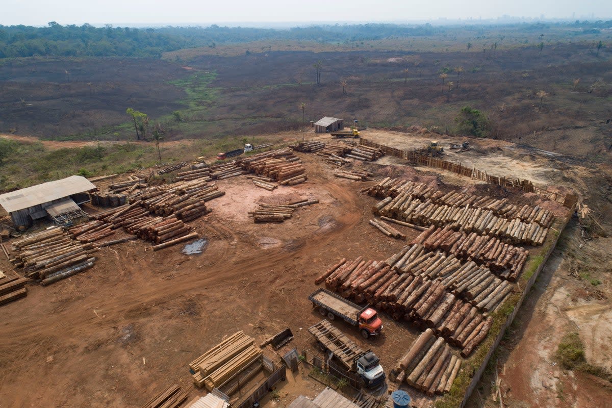 Logs are stacked at a lumber mill surrounded by recently charred and deforested fields near Porto Velho, Rondonia state, Brazil (AP)
