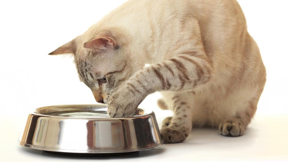 Cat pawing at water bowl