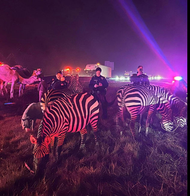 State police and sheriff deputies rounded up zebras and camels after a trailer fire on I-69