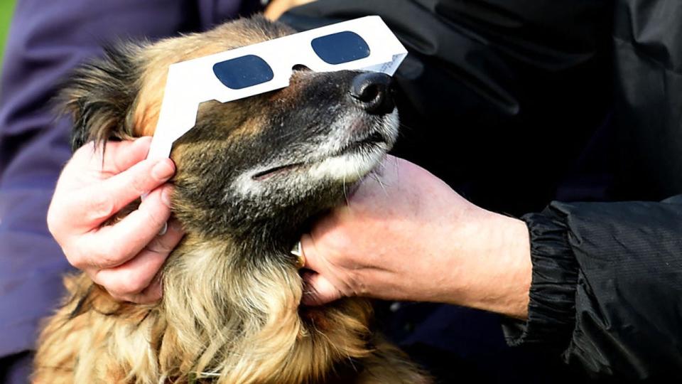 <div>FILE - People use protective glasses on their dog during a partial solar eclipse at the Pier Head in Liverpool, north-west England, on March 20, 2015. (Photo by PAUL ELLIS/AFP via Getty Images)</div>