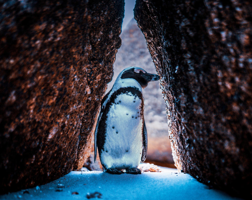 A penguin takes shelter from the elements in Cape Town, South Africa.