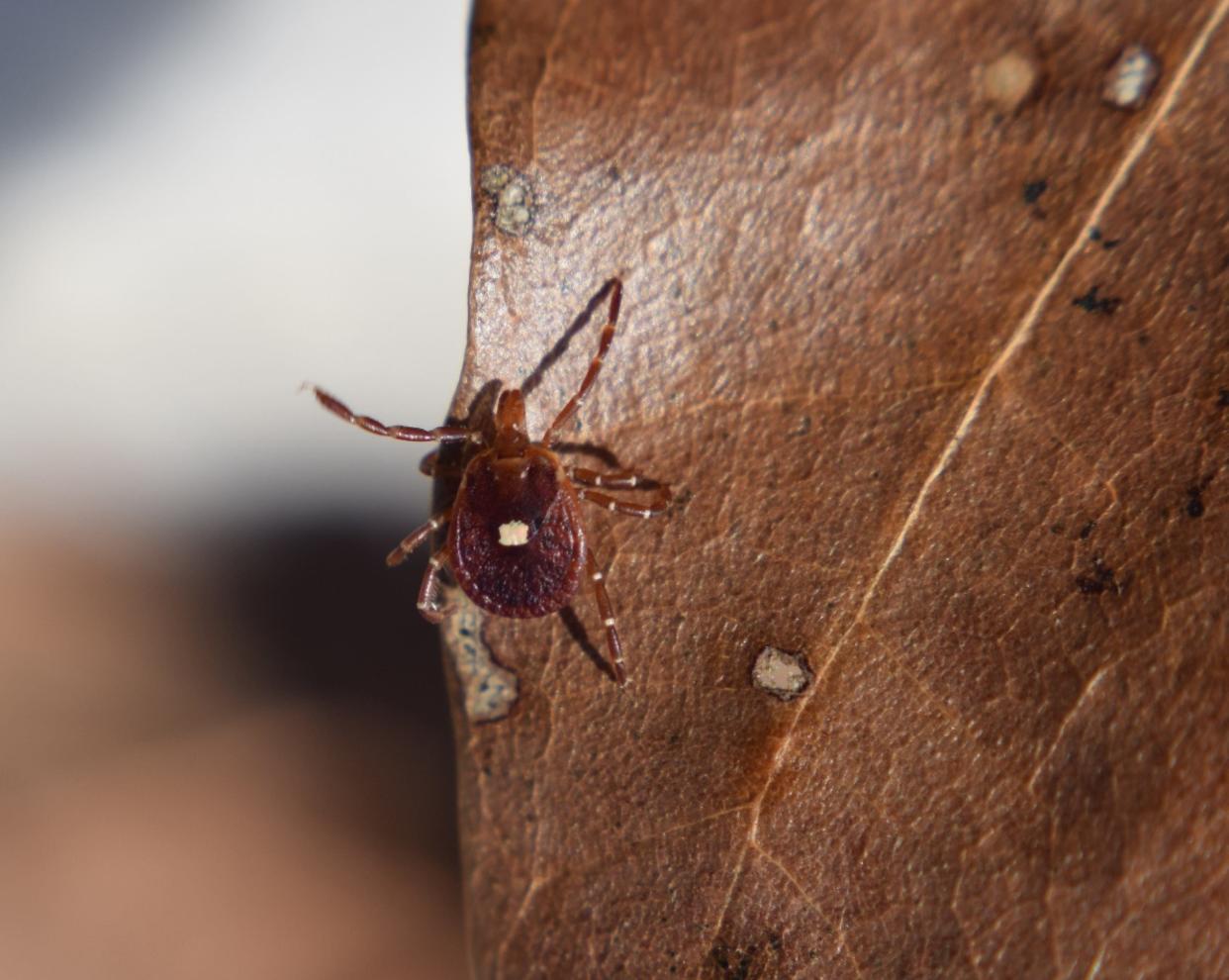 A Lone Star tick (Amblyomma americanum) a species that is extending its range — and the range of the diseases it carries — due to climate and habitat change. Historically considered a “Southern” tick, it’s now becoming widespread in Northeast and upper Midwest.
