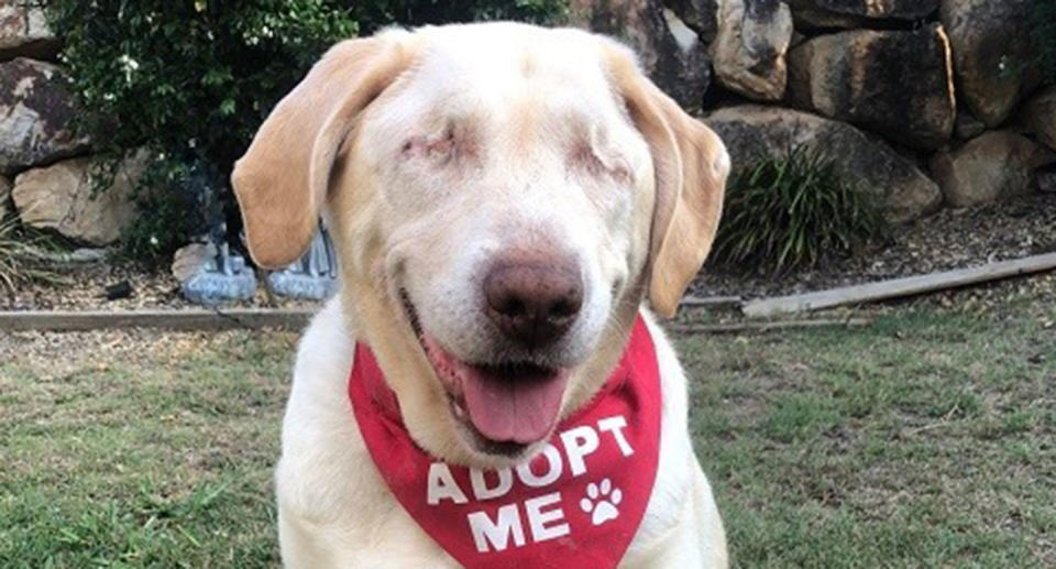 Dumpling, a blind Labrador, is pictured.