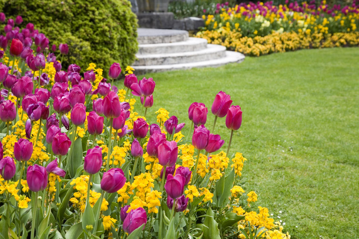  A spring garden with a grassy lawn and tulips in a flower bed. 