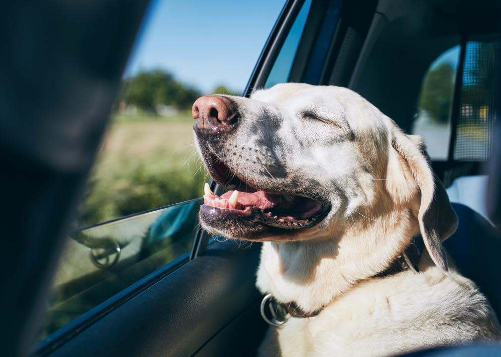 Labrador retriever looking through window on road.