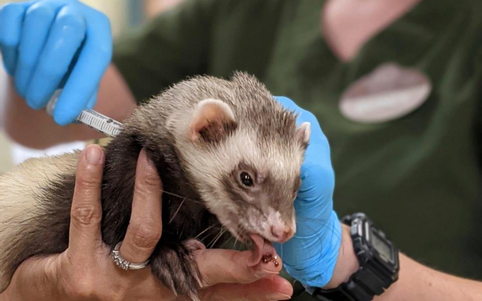 Archie, a ferret, receives a Covid-19 vaccine while enjoying a treat from veterinarians at the Oakland Zoo  - Oakland Zoo