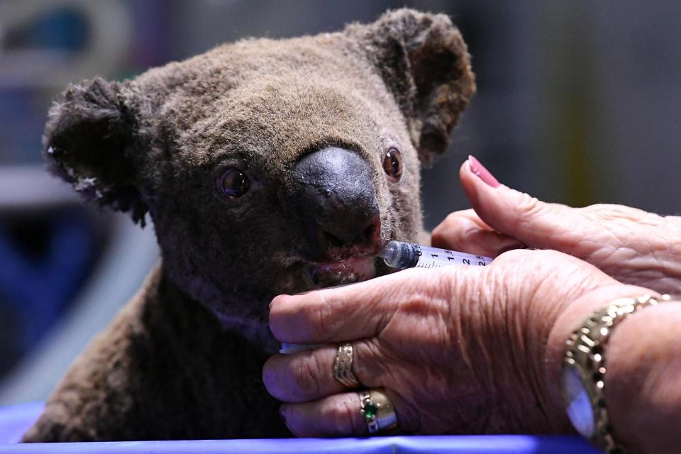 Koala hospital Australia bushfires