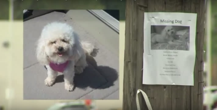 This lost dog actually heard her family was looking for her!