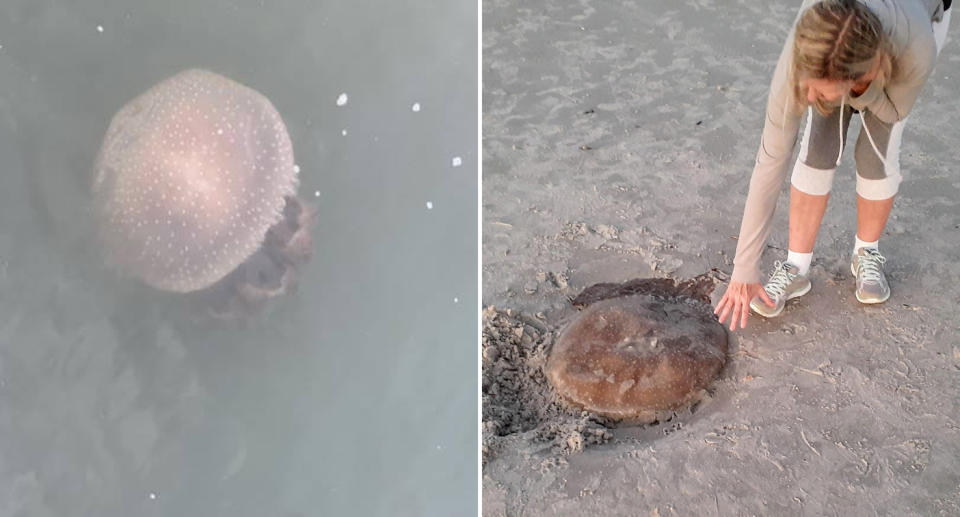 A spotted jellyfish is pictured in  South Carolina, USA.